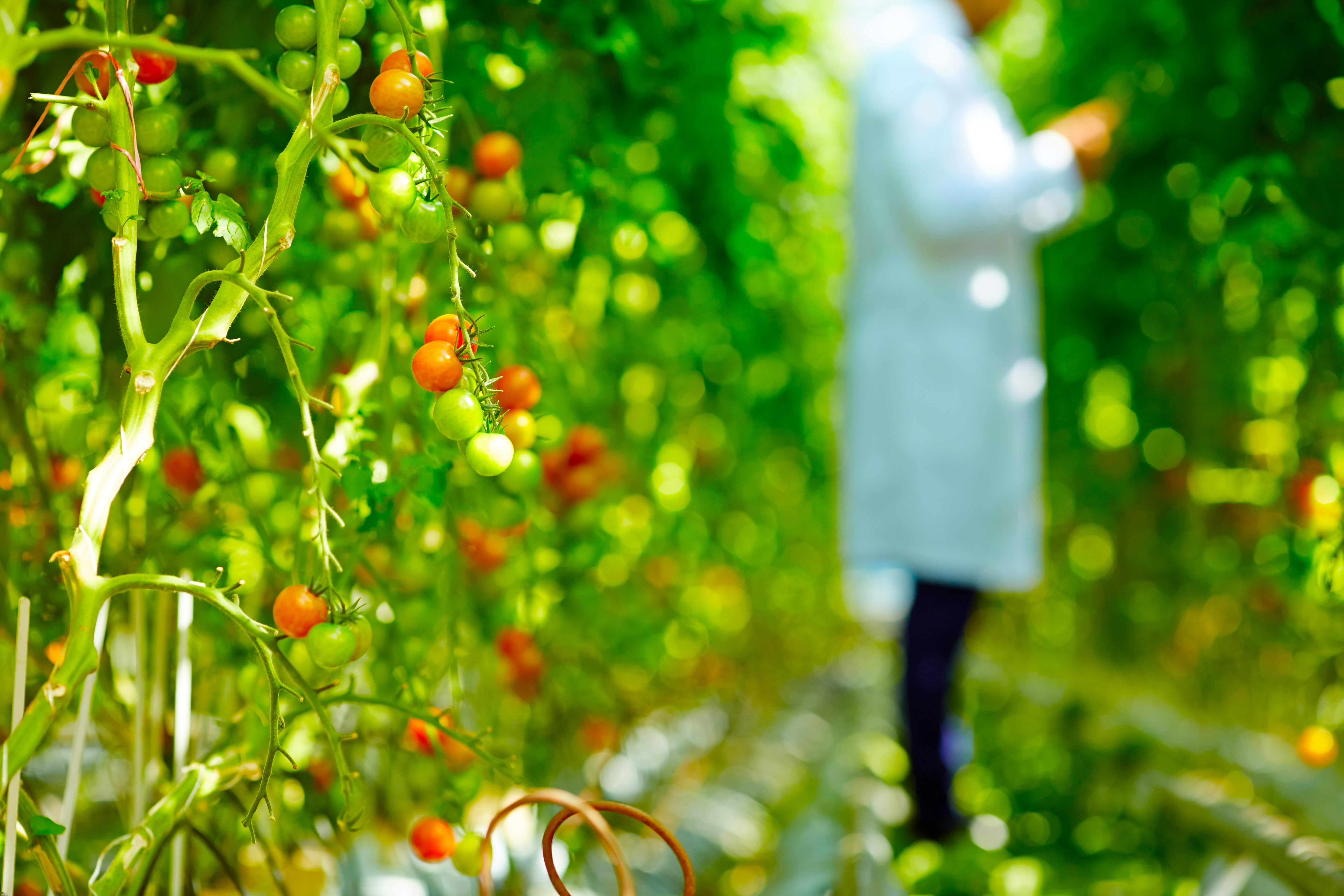 OSF organic